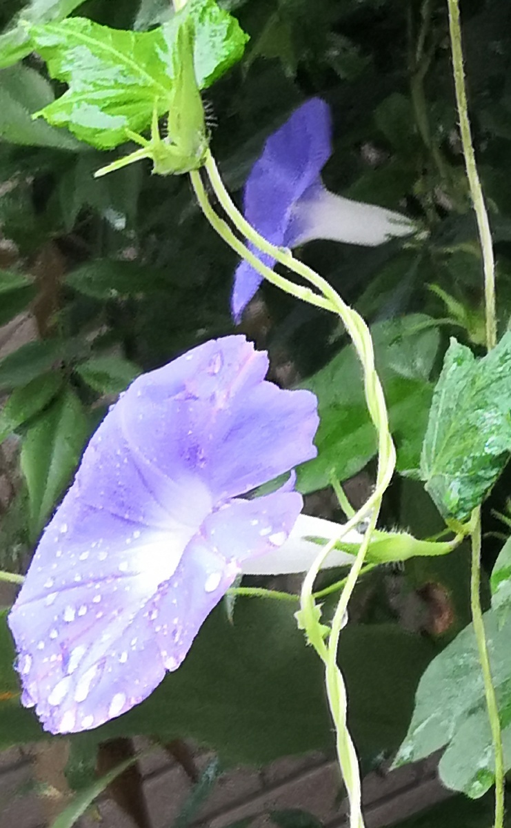 雨中的牵牛花