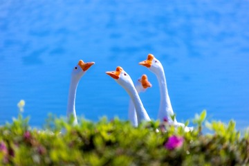 74259