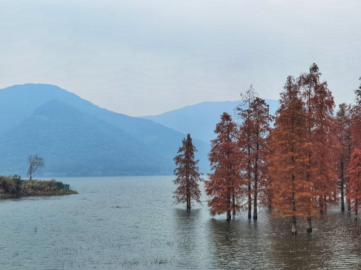 池杉于宁波三溪浦水库