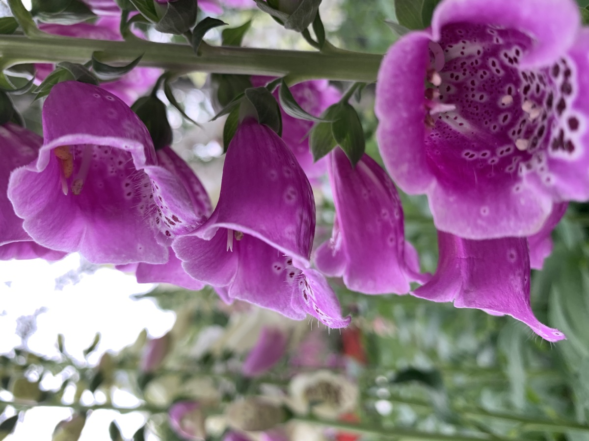 一串串紫色狐铃迎风展