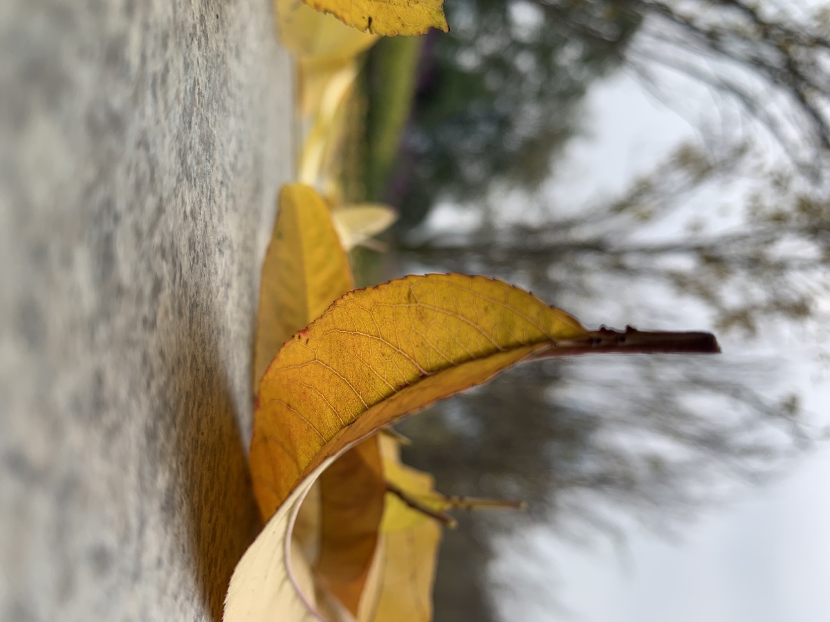 落叶在寒风中翻滚