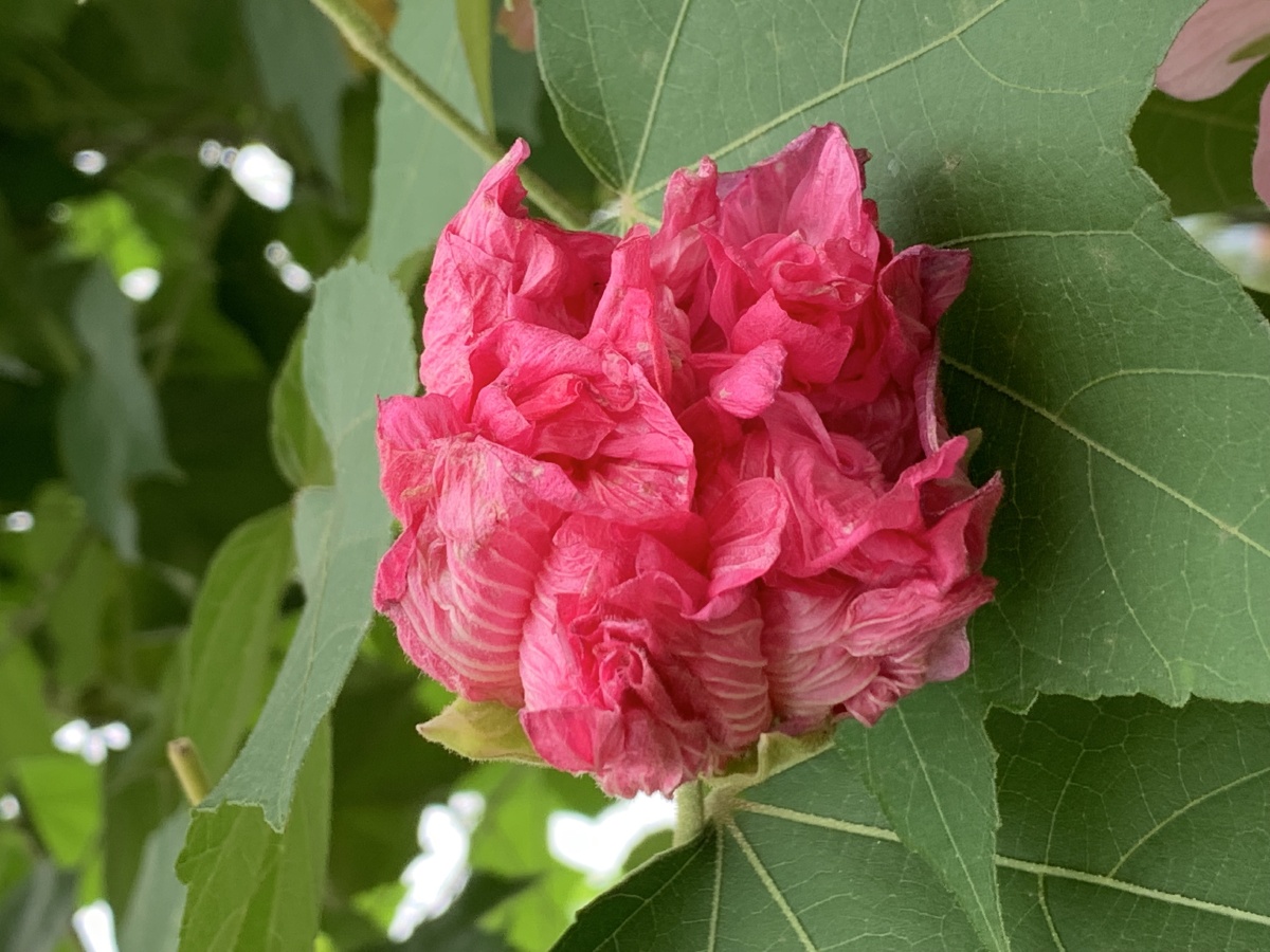 娇艳似火的芙蓉