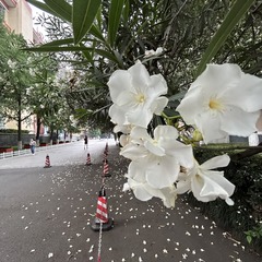 0F224E45-77B8-420B-9DAB-1EF4B54ADEBC/L0/001