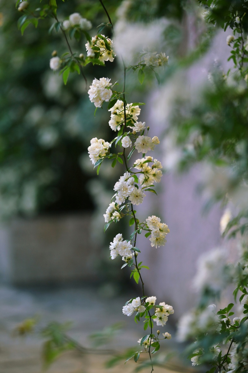 盛放的白色木香花 - 如水魅影 - 图虫