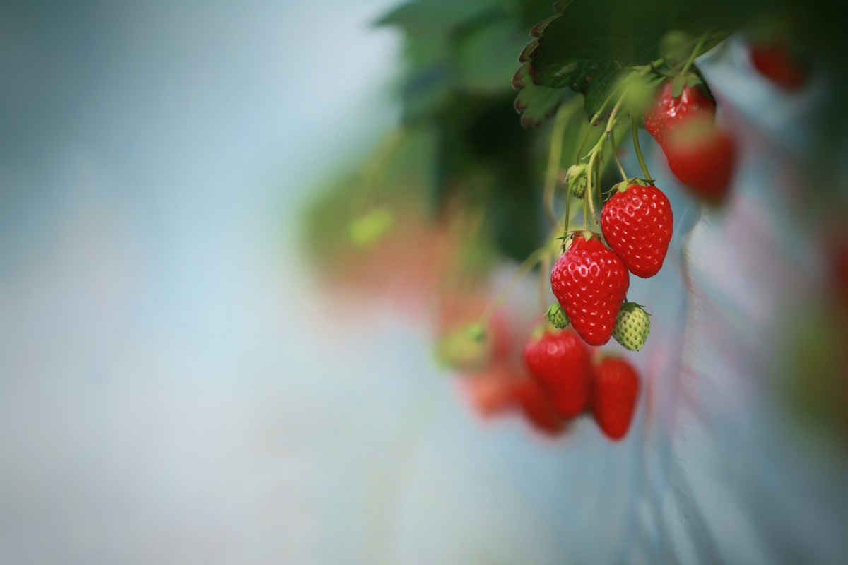 草莓季