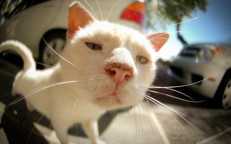 喵星人进化论之爱说话的猫咪