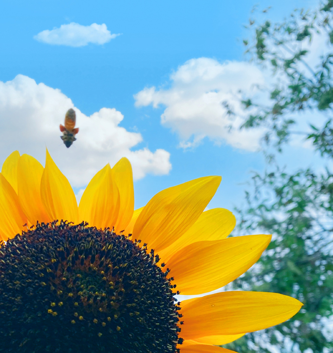 夏日阳光 - 桃小猫呀 - 图虫