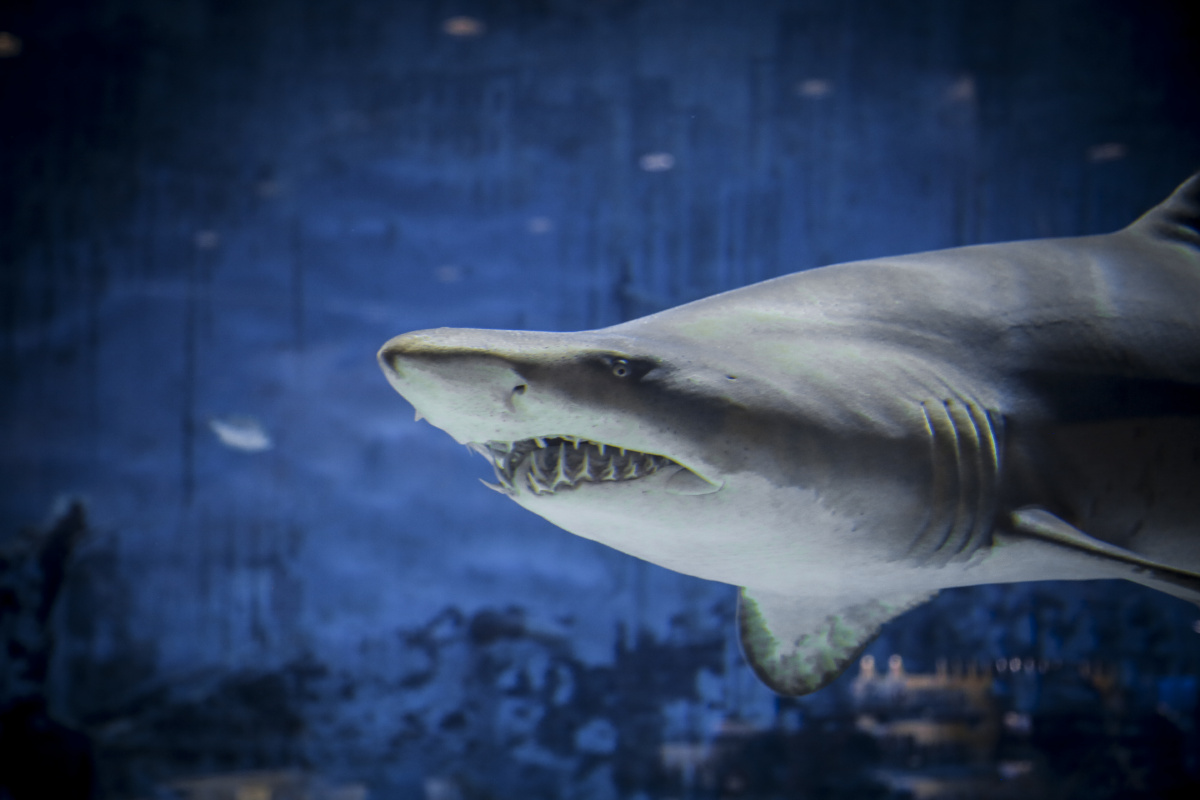 北京海洋馆鲨鱼小镇 - 椒盐鳕鱼排 - 图虫