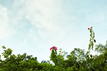 DP2M0269