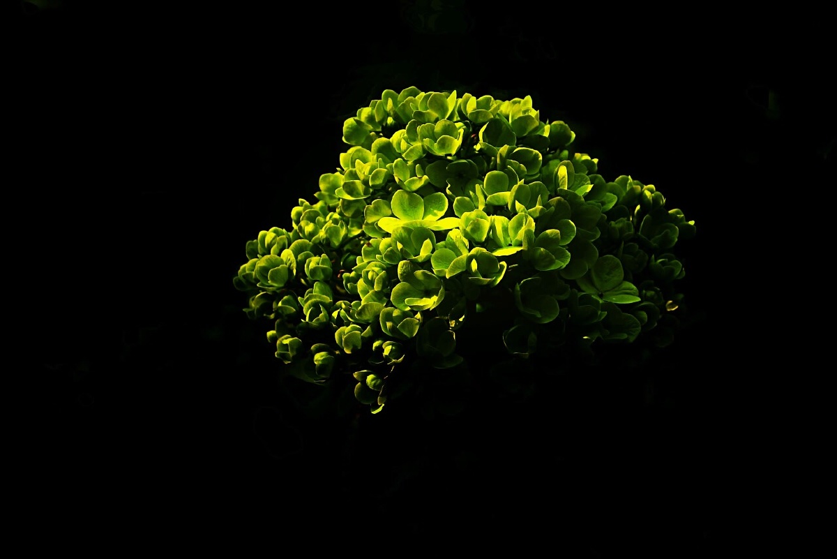 老微单拍静物,不修图,直接上片 - 索尼微单, 不修