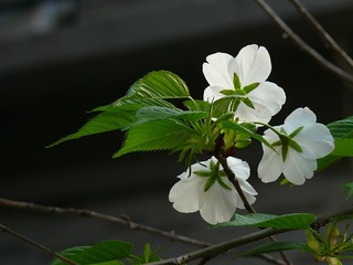 P1240589