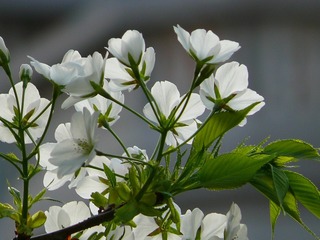 P1240435