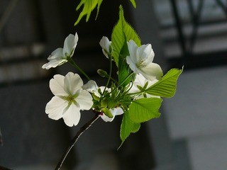 P1240604