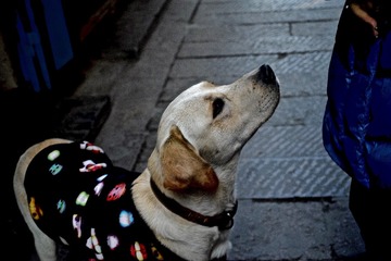 SDIM0181