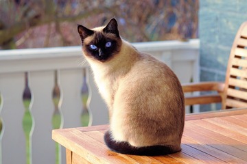 cat-2068462_960_720