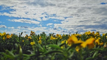 1000031726