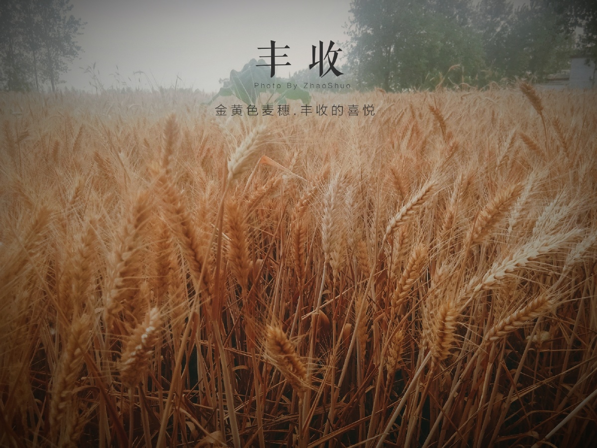 麦穗象征丰收富饶幸运繁荣与无限创意这是个收获的季节