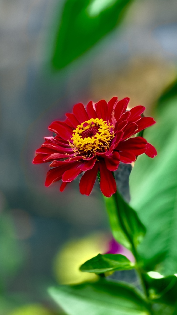 盛开的鲜花手机拍摄