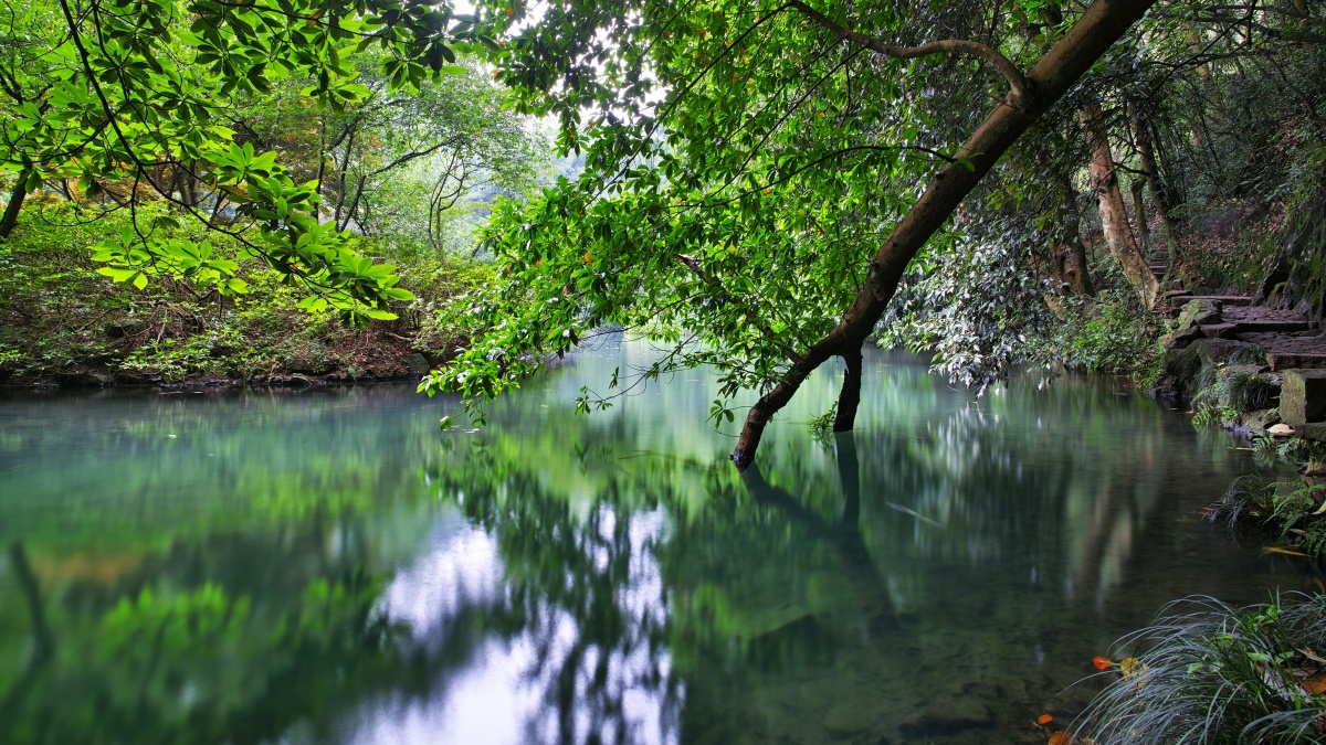 西湖九溪烟树