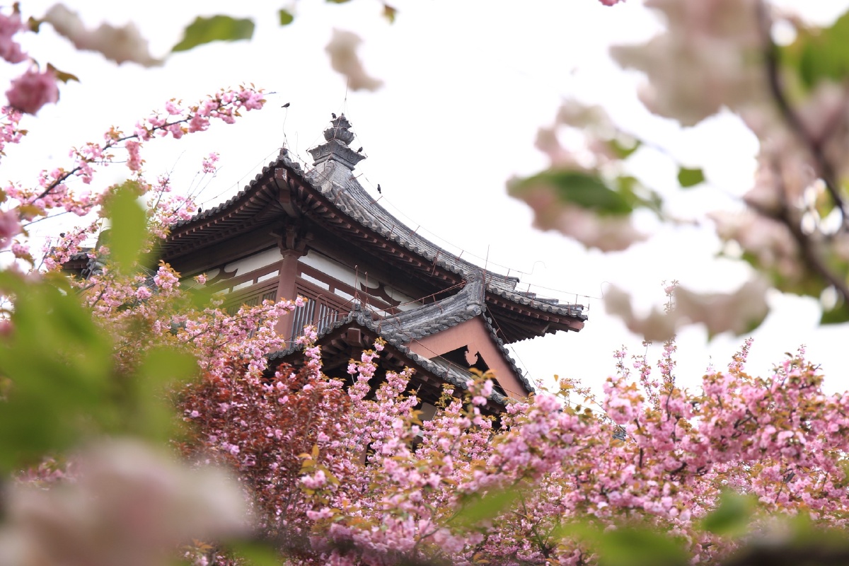 西安,青龙寺樱花更好一点点儿关注