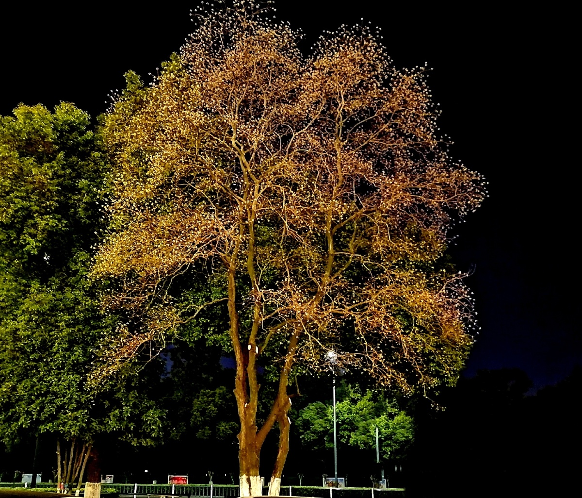 夜晚的树之美
