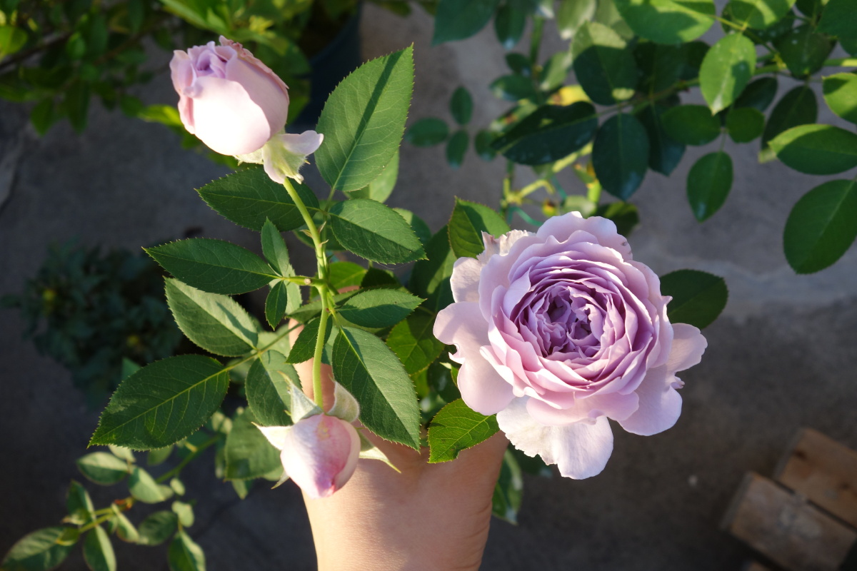 月季空蒙清新紫水光潋滟晴方好山色空蒙雨亦奇