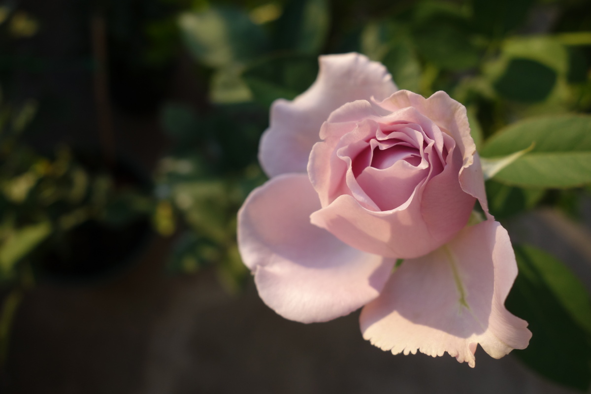 月季空蒙清新紫水光潋滟晴方好山色空蒙雨亦奇