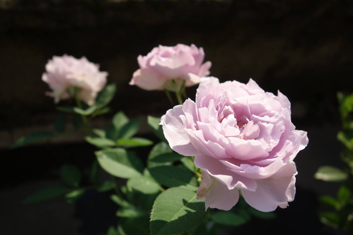 月季空蒙清新紫水光潋滟晴方好山色空蒙雨亦奇