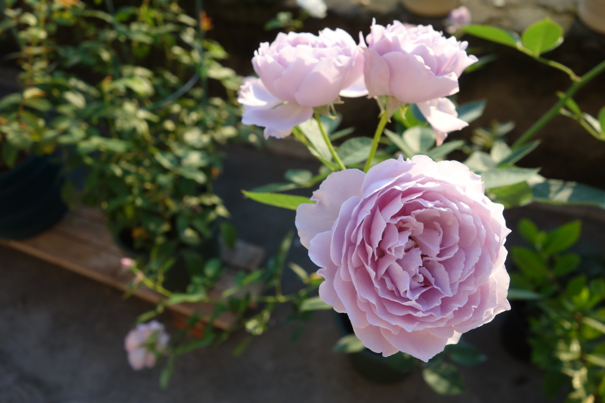 月季空蒙清新紫水光潋滟晴方好山色空蒙雨亦奇