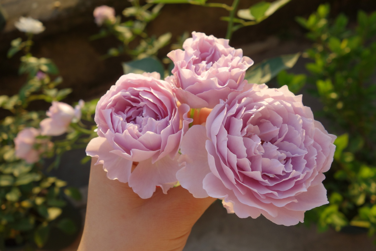 月季空蒙清新紫水光潋滟晴方好山色空蒙雨亦奇