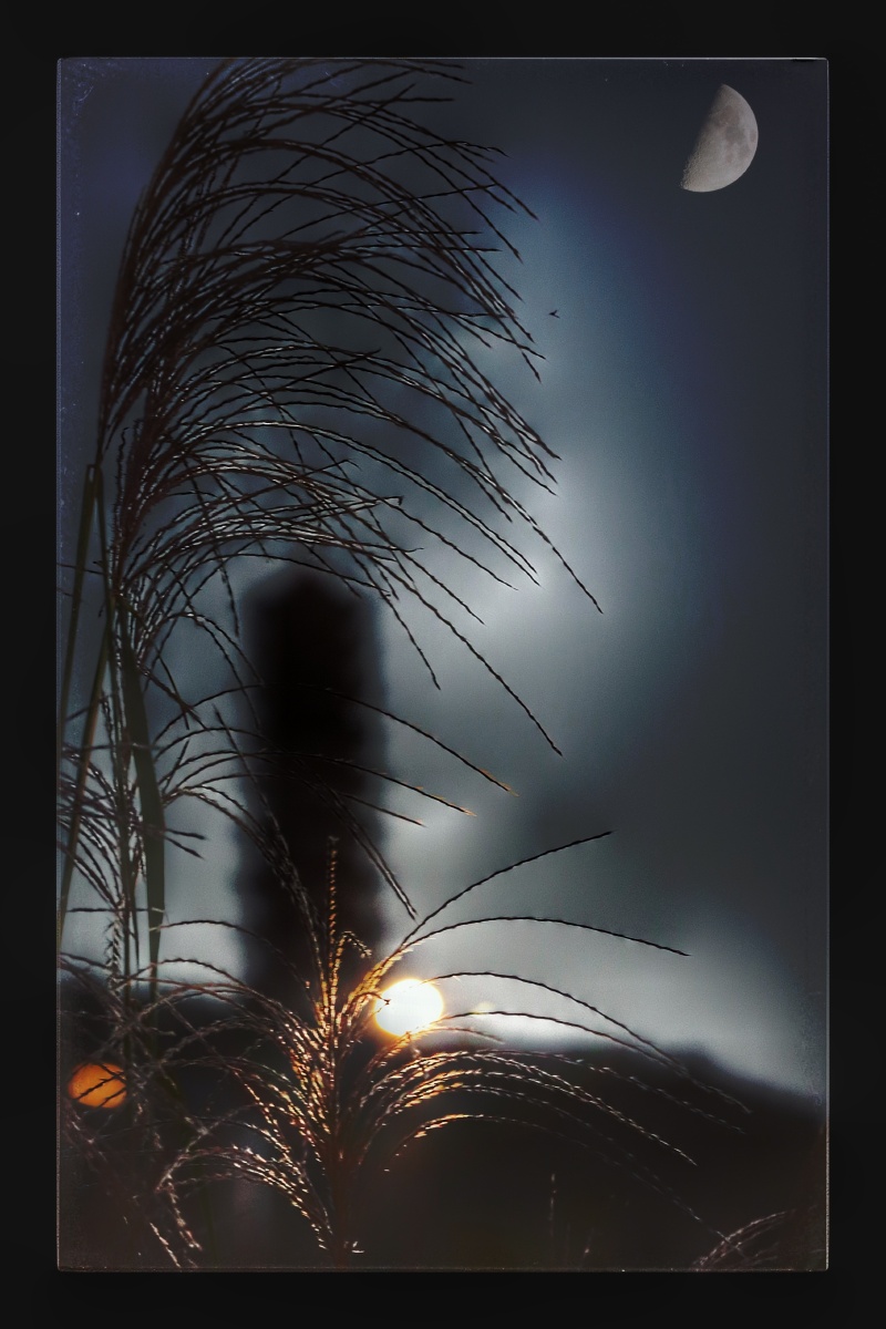 月伴慧灵塔依月芦花借光似相识