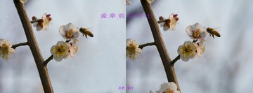 DSC_8586bb