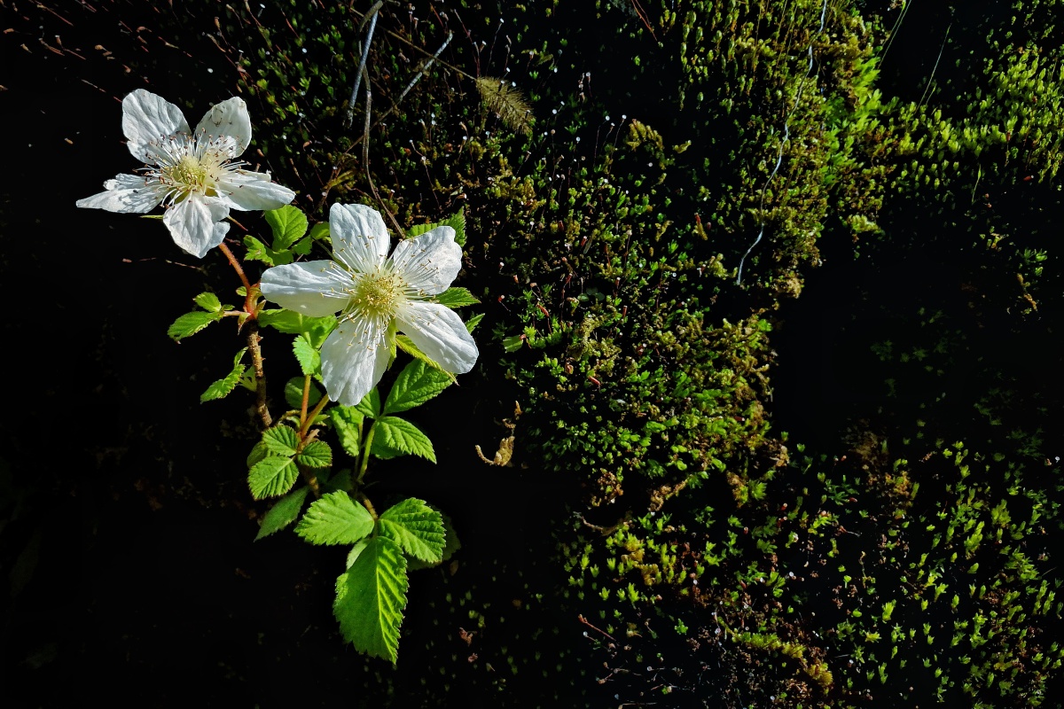 青苔上的小白花