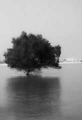 FCFAECEE-1634-48DF-82D9-DB0DFA2A95ED/L0/001