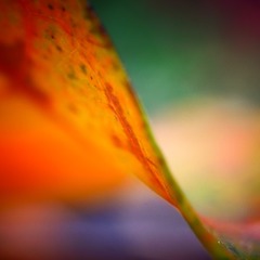 5B86C36A-EFF0-44AC-AB9D-84C64AD0F2EB/L0/001