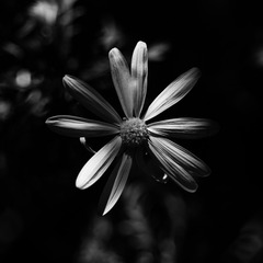 0ACF9943-3475-4D9D-BDF4-180F5232F5C4/L0/001