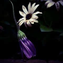 8E794C0C-8C21-4488-9A82-65B52CB65C35/L0/001