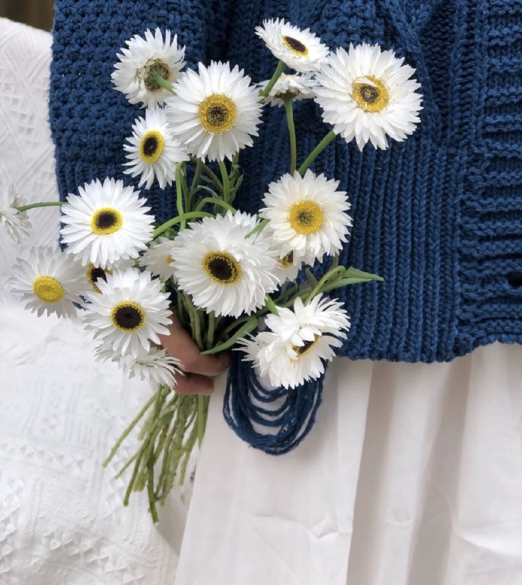 【永生菊】 花语是真情和我爱你,从花语上可以看得出永生菊是一种爱情