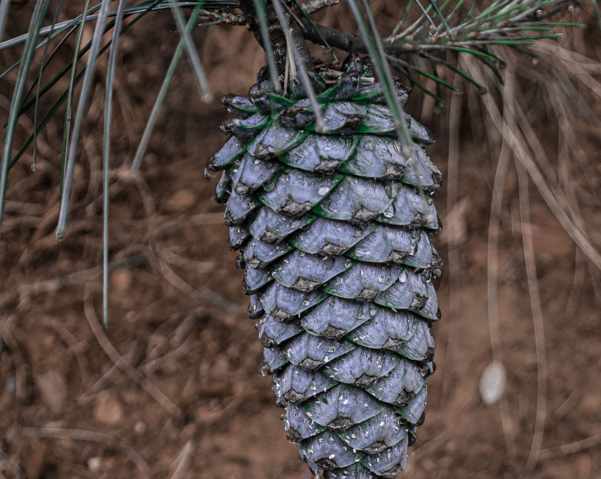 大鱼过后的松包别有一番滋味