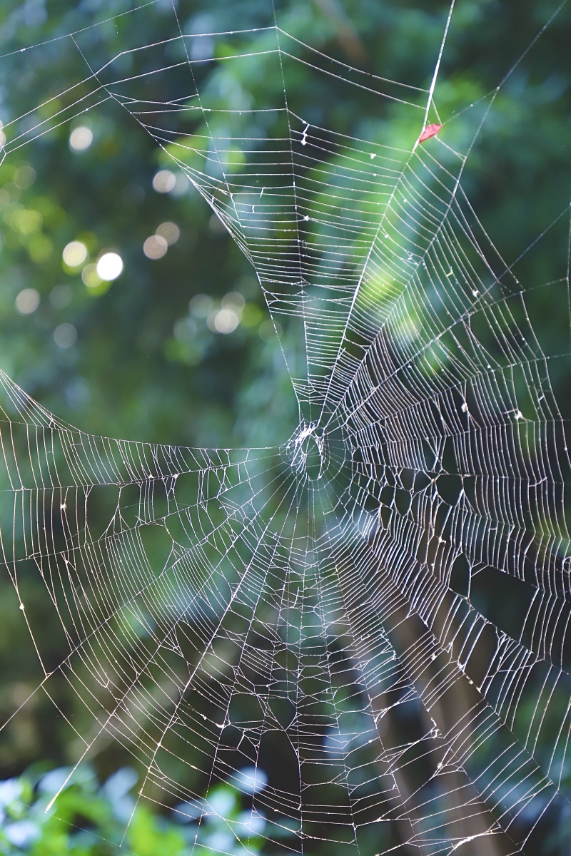 捕捉到一个大的蜘蛛网