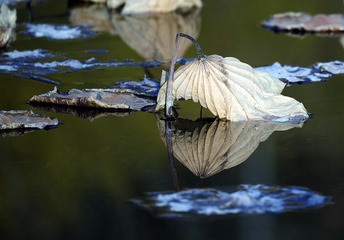 _KS20056.jpg-2