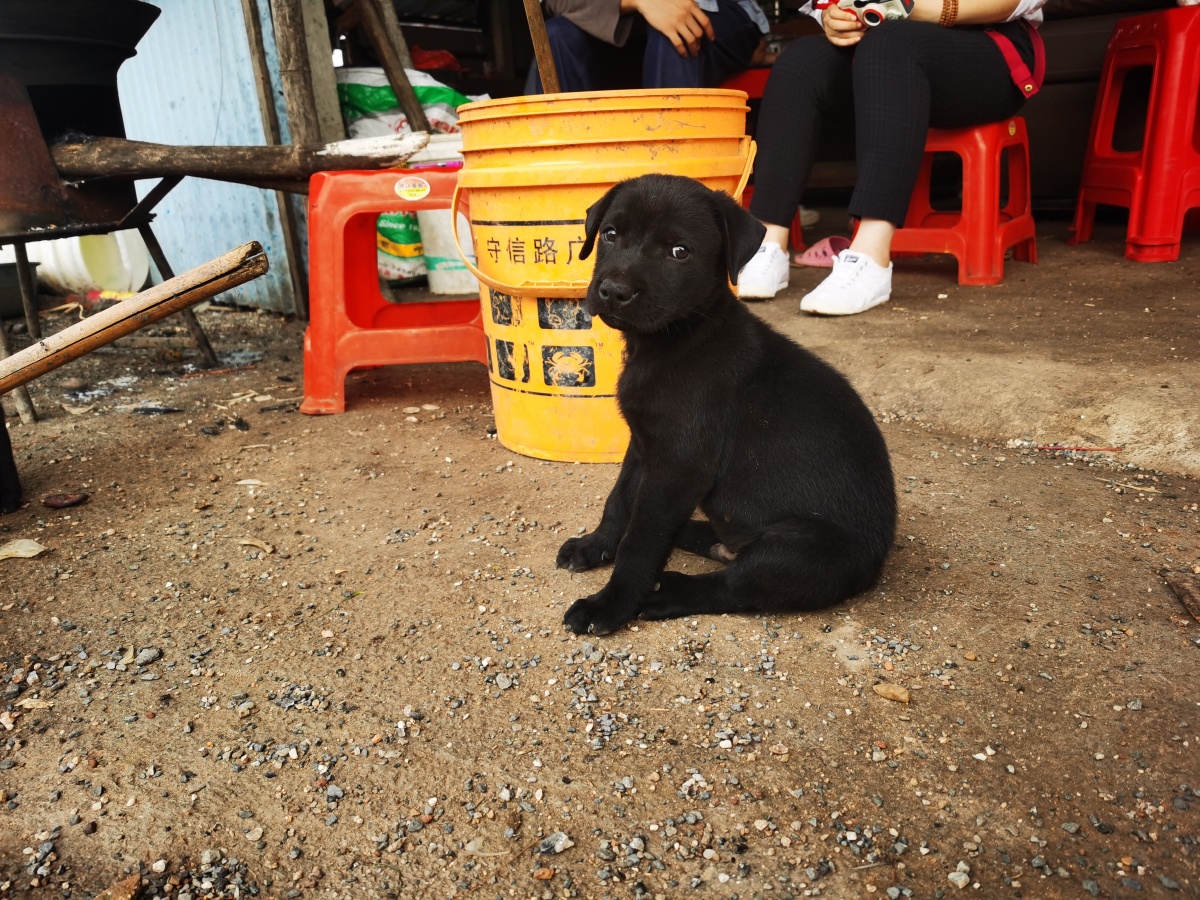 新鲜出炉的小黑土狗子