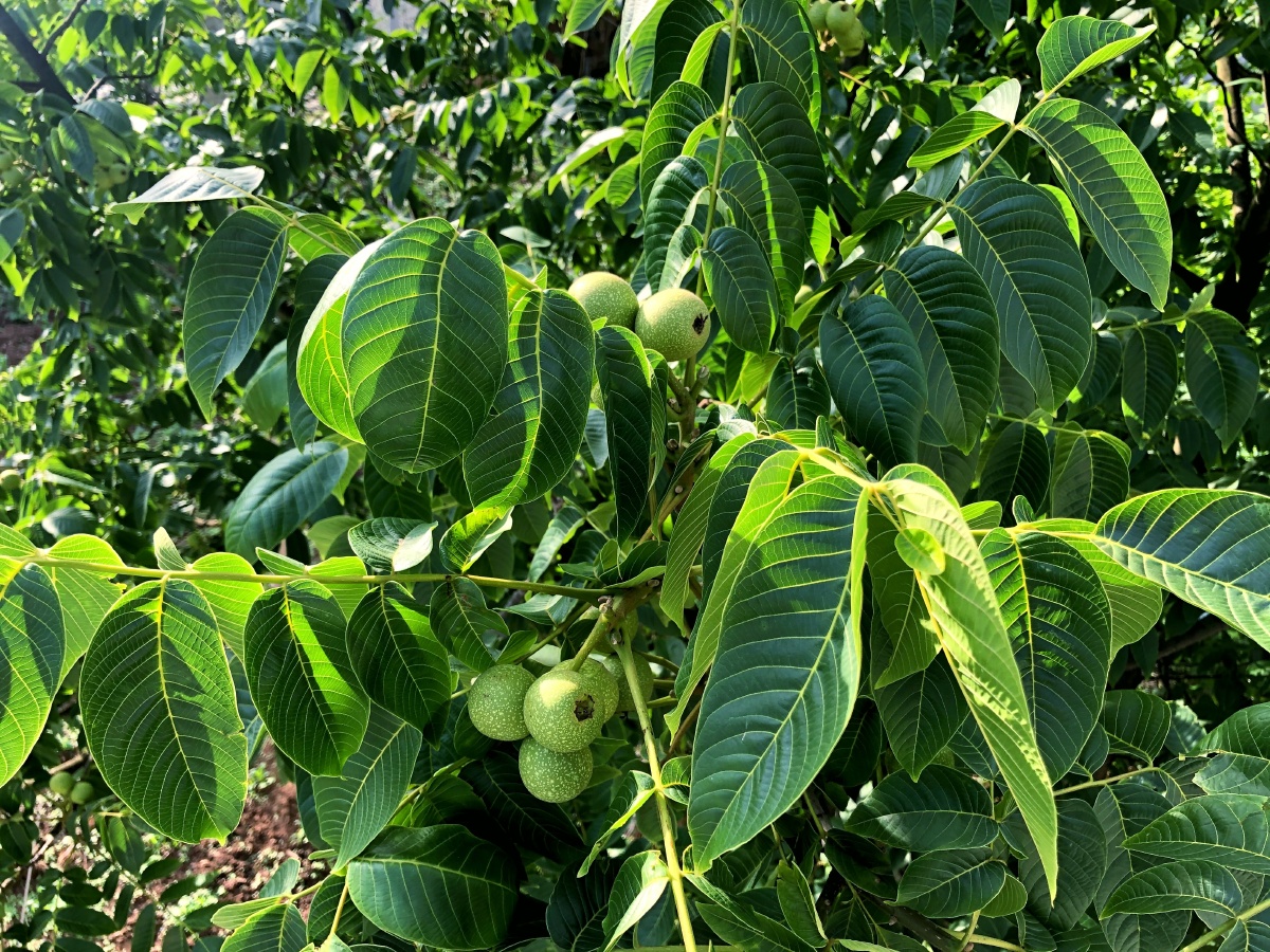 核桃树贵州之美