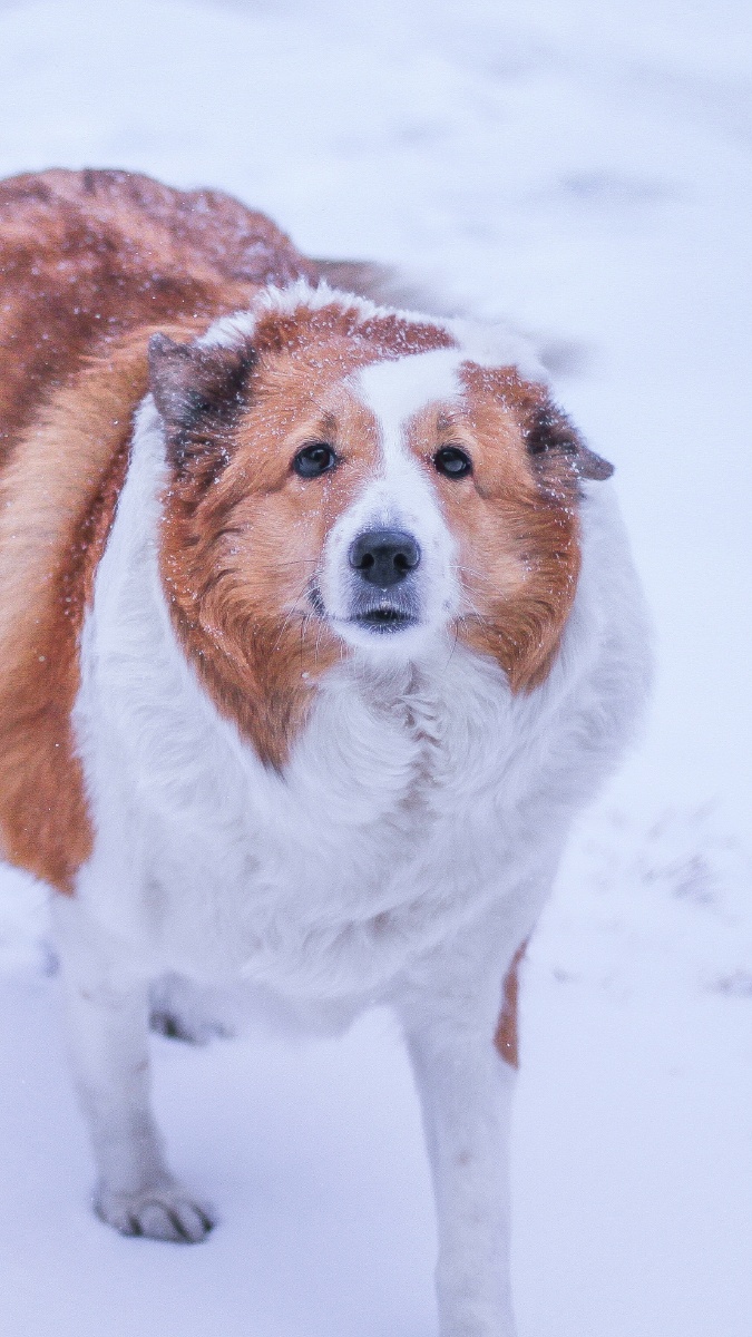 雪犬