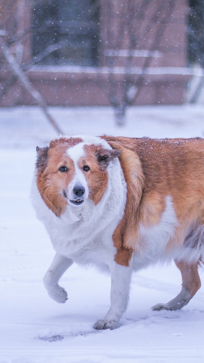 雪犬