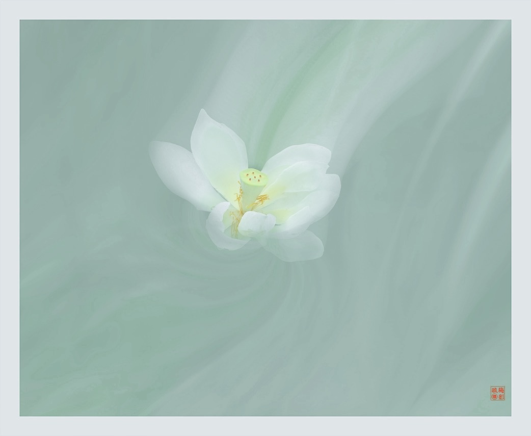 莲的淡雅莲的素净还有莲的飘逸