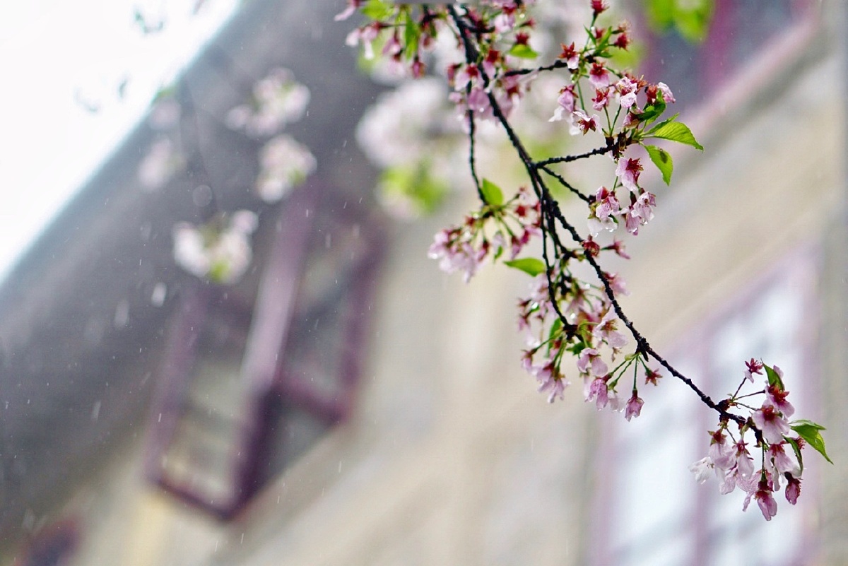 武大雨天樱花