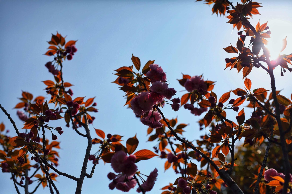 高东樱花园小记