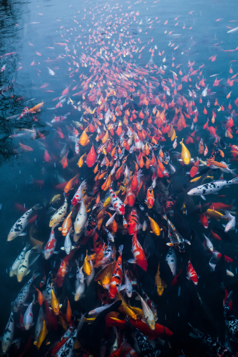 鱼贯而入,一个有秩序的鱼群  哈哈