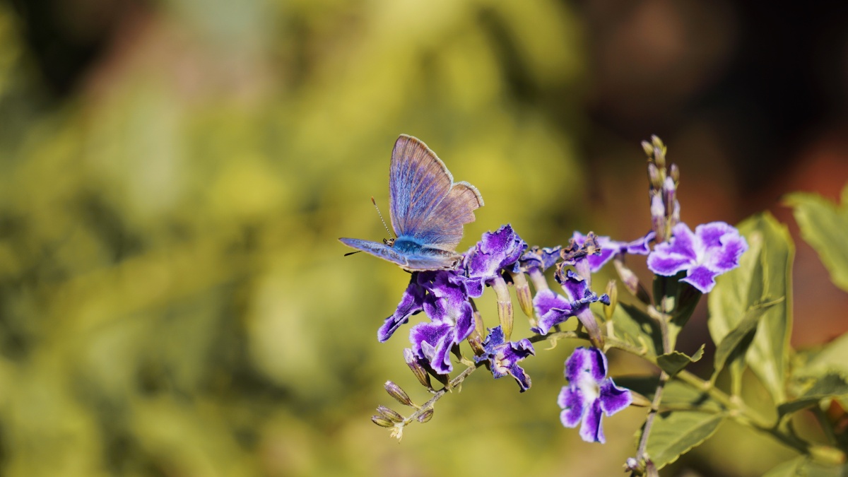 蝴蝶落在刚盛开的花中蝴蝶是蓝紫花也是蓝紫